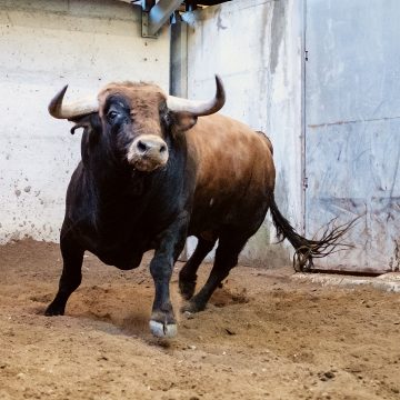 Conheça os toiros a lidar por João Moura, Padilla e Roca Rey no Campo Pequeno (fotos) Conheça os toiros a lidar por João Moura, Padilla e Roca Rey no Campo Pequeno (fotos)
