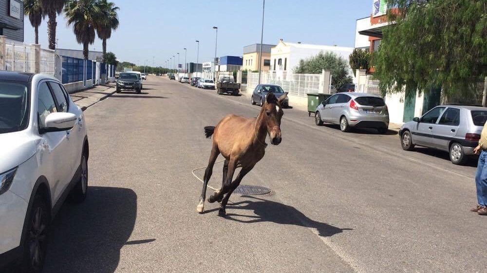 Cavalo foge na Zona Industrial de Almeirim
