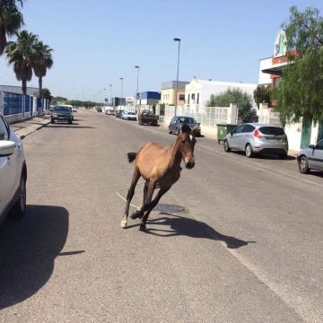 Cavalo foge na Zona Industrial de Almeirim