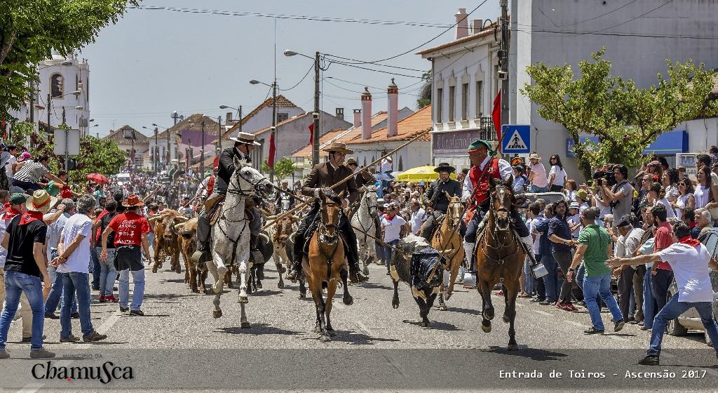 Tradicional Entrada de Toiros em Quinta-feira de Ascensão na Chamusca (c/vídeo)