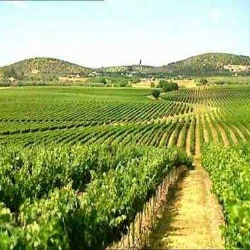 Vinhos do Tejo com aumento de 11% em vinhos certificados
