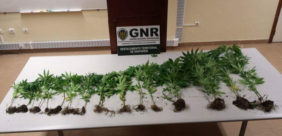 GNR detém homem de 53 anos e apreende 16 plantas de cannabis em Almeirim GNR detém homem de 53 anos e apreende 16 plantas de cannabis em Almeirim