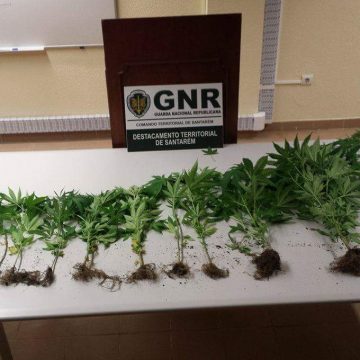 GNR detém homem de 53 anos e apreende 16 plantas de cannabis em Almeirim