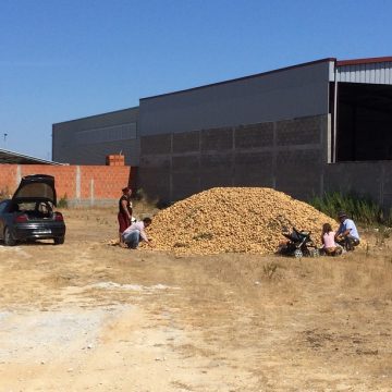Produtor descarrega toneladas de batatas na Zona Industrial em Almeirim (c/vídeo) Produtor descarrega toneladas de batatas na Zona Industrial em Almeirim (c/vídeo)