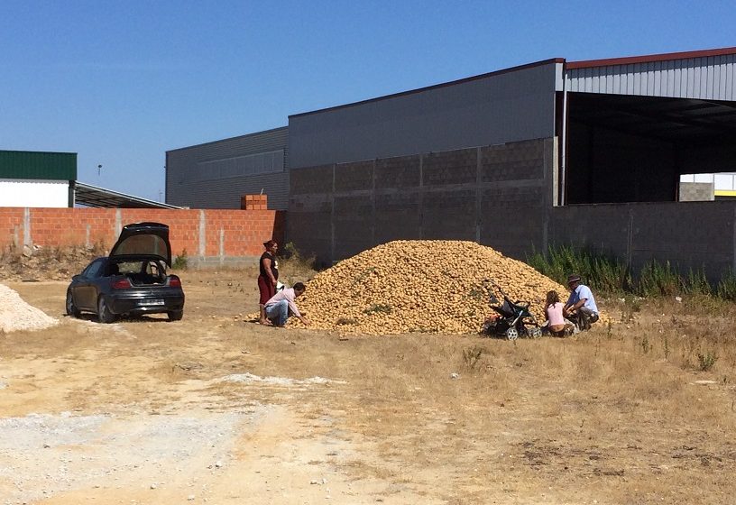 Produtor descarrega toneladas de batatas na Zona Industrial em Almeirim (c/vídeo)