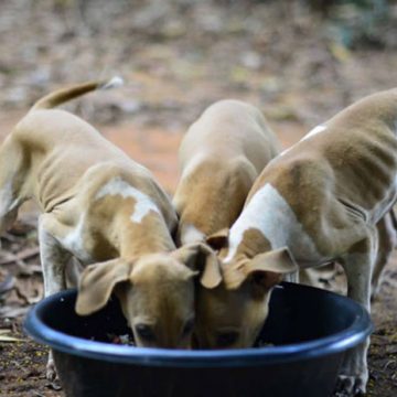Habitantes da tapada queixam-se de cães abandonados e perigosos