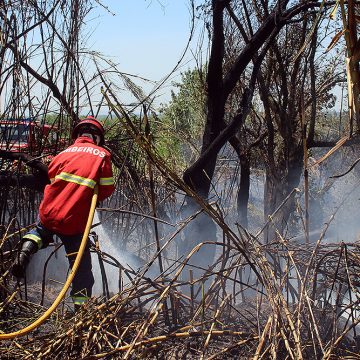 Incêndio em canavial mobiliza bombeiros em Benfica do Ribatejo (c/fotos)