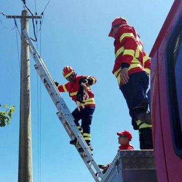 Bombeiros de Almeirim resgatam três gatos de poste Bombeiros de Almeirim resgatam três gatos de poste