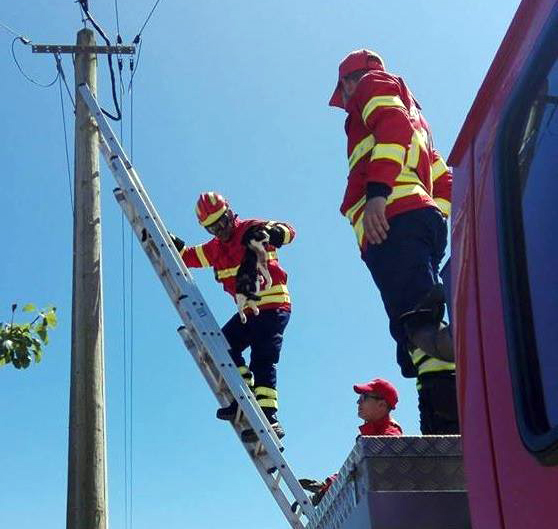 Bombeiros de Almeirim resgatam três gatos de poste Bombeiros de Almeirim resgatam três gatos de poste