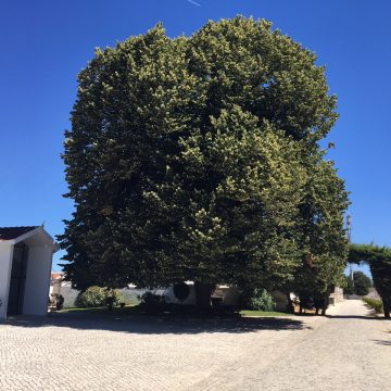 Árvore centenária acompanhada pelo Ministério da Agricultura