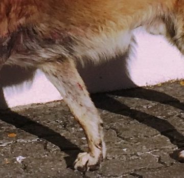 Moradores queixam-se de cães vadios