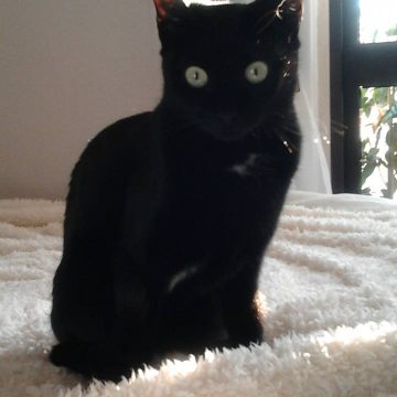 Gata perdida em Almeirim