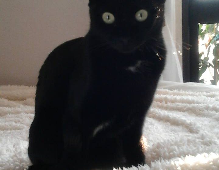 Gata perdida em Almeirim