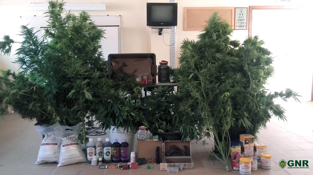Homem de 42 anos apanhado com 80 plantas de cannabis em Almeirim