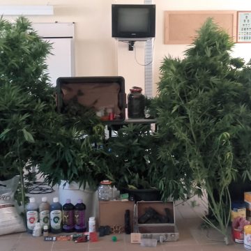 Homem de 42 anos apanhado com 80 plantas de cannabis em Almeirim