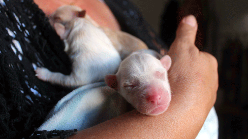 Oito cães recém-nascidos encontrados num caixote do lixo em Almeirim