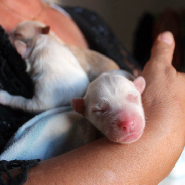 Oito cães recém-nascidos encontrados num caixote do lixo em Almeirim