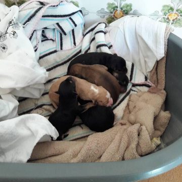 Dão-se cachorrinhos