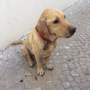Cão encontrado e devolvido à família
