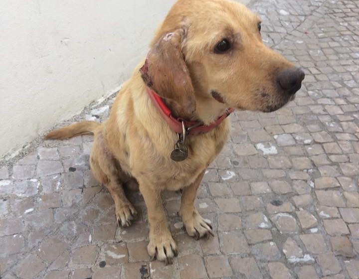 Cão encontrado e devolvido à família