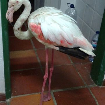 GNR recupera flamingo na Azeitada