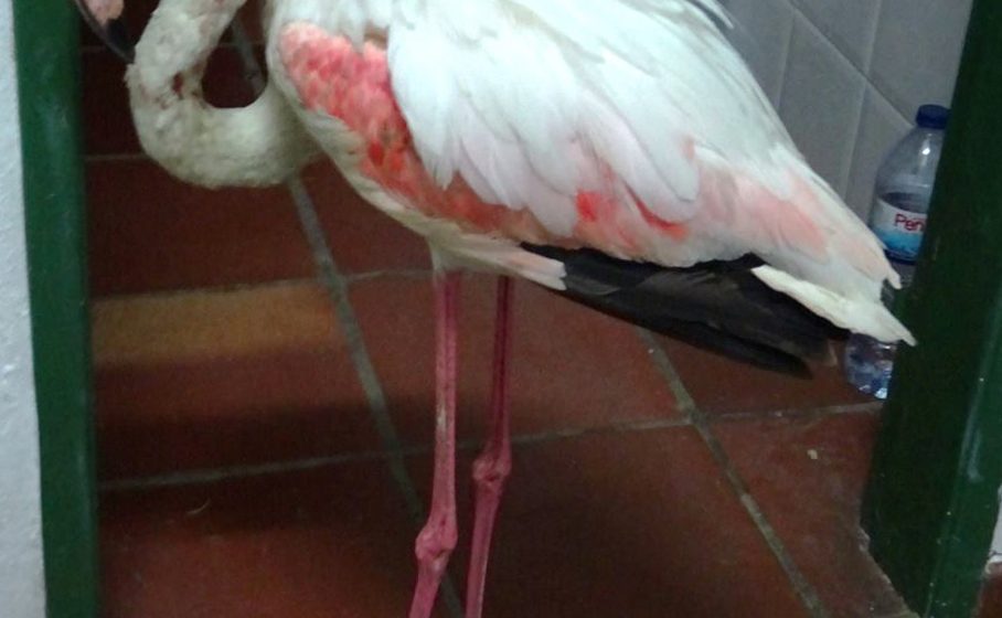 GNR recupera flamingo na Azeitada