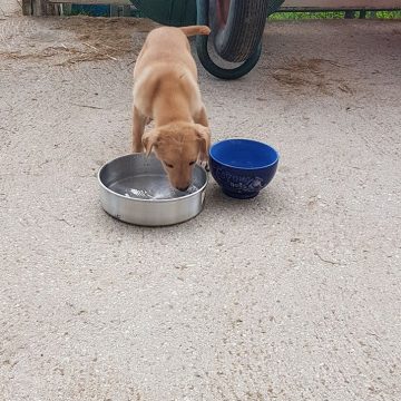 Animal perdido na Azeitada