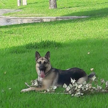 Cadela desaparecida em Almeirim