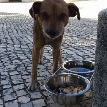 Cão sem dono junto ao Jardim