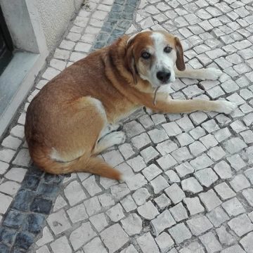 Cão desaparecido junto ao Mercado