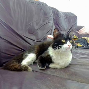 Gato desaparece em Almeirim