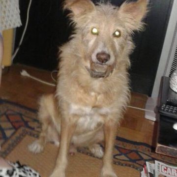 Joli desaparecido em Alpiarça