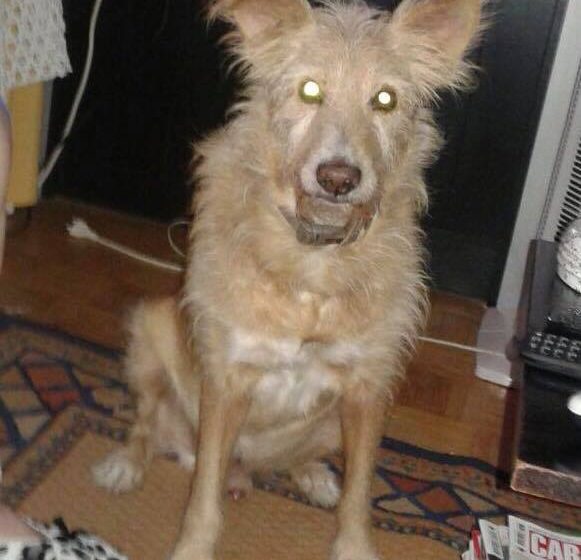 Joli desaparecido em Alpiarça