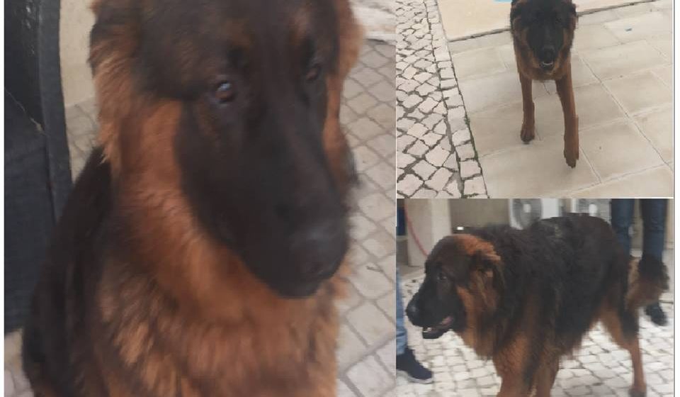 Cão desaparecido