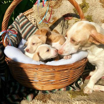 Cachorros para adoção