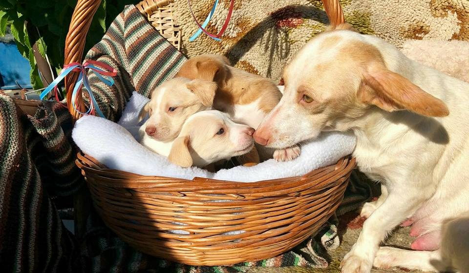 Cachorros para adoção