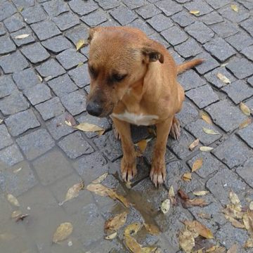 Cadela perdida junto ao Mercado de Almeirim