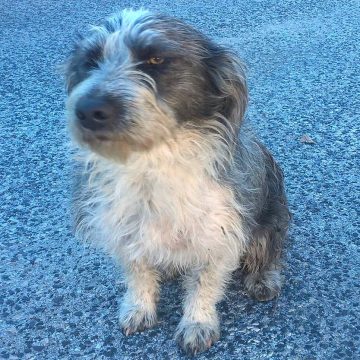 Cão perdido em Fazendas de Almeirim