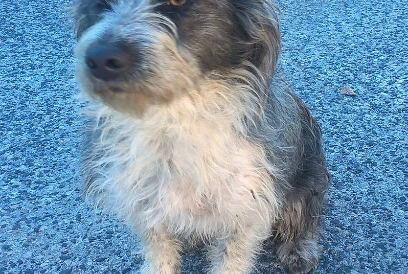 Cão perdido em Fazendas de Almeirim