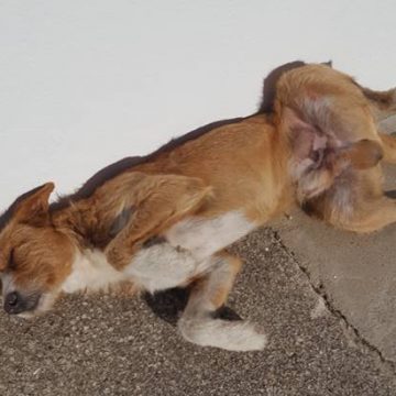 Cão perdido em Fazendas de Almeirim