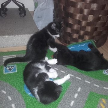 Gatos para dar