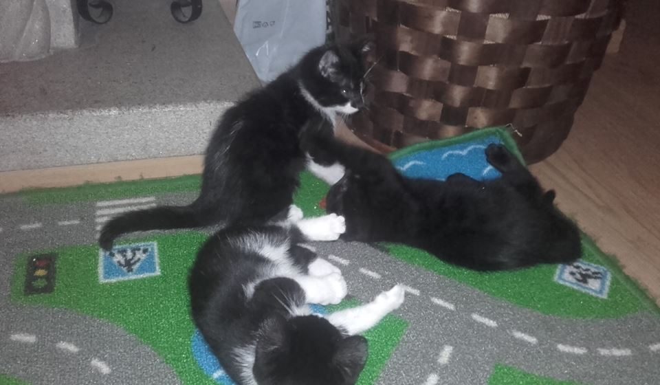 Gatos para dar