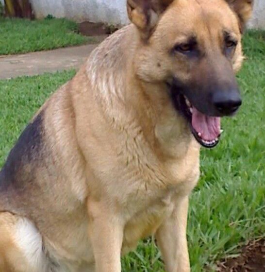 Cão desaparecido em Fazendas de Almeirim