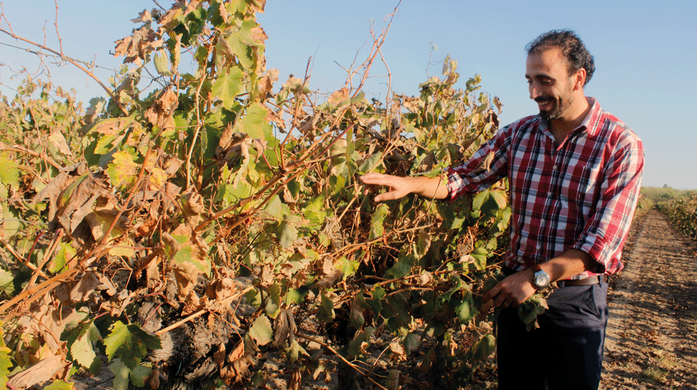 O Professor que no verão também vindima