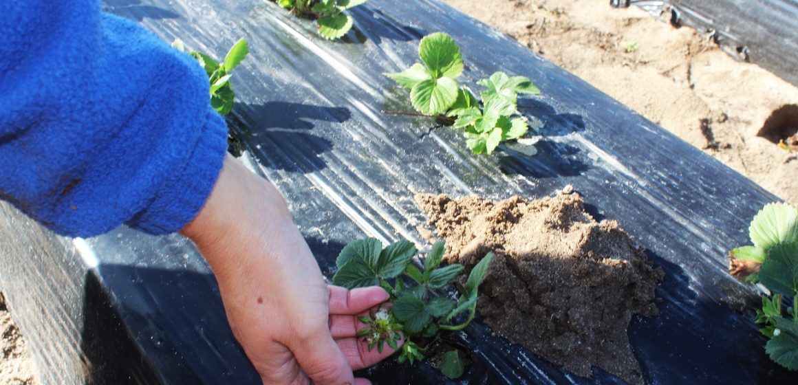 Agricultora afetada pela tempestade pede ajuda Agricultora afetada pela tempestade pede ajuda
