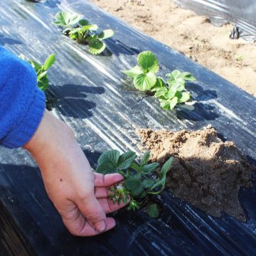 Agricultora afetada pela tempestade pede ajuda