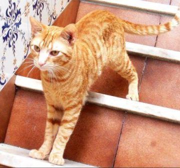 Procura-se Gato