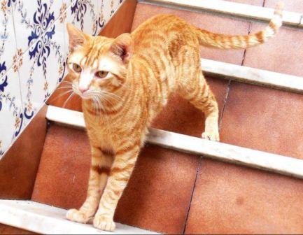 Procura-se Gato Procura-se Gato