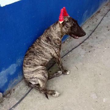 Bull Terrier e Labrador preto perdidos em Almeirim