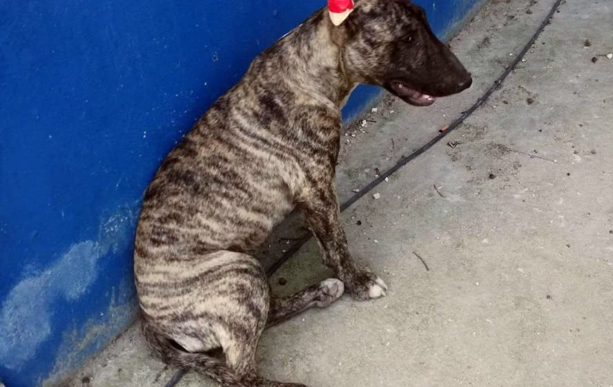 Bull Terrier e Labrador preto perdidos em Almeirim